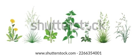 A set of realistic vector images of wild field, meadow, steppe (some medicinal) annuals and perennials, garden weeds - dandelion, plantain, nettle, fescue, viola and other cereal and foliar herbs. Royalty-Free Stock Photo #2266354001