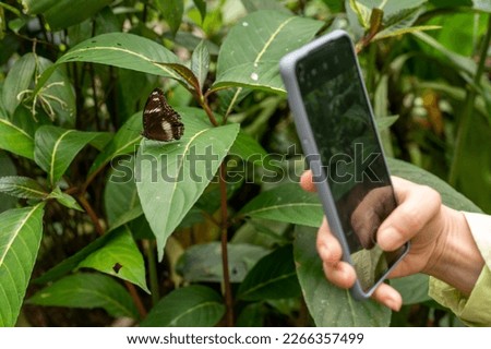 Hand holding mobile phone and take photo butterfly on against background of green leaves. Royalty-Free Stock Photo #2266357499