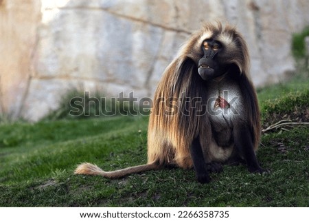 Gelada - Theropithecus gelada. It can be found only in the highlands of Ethiopia