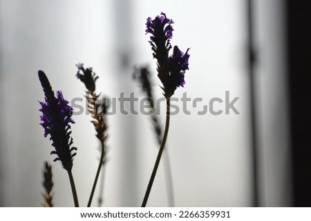 lavender flowers with purple spikes