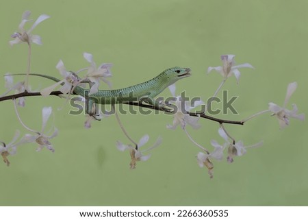 An emerald tree skink is sunbathing in a wild orchid flower arrangement before starting its daily activities. This reptile has the scientific name Lamprolepis smaragdina.