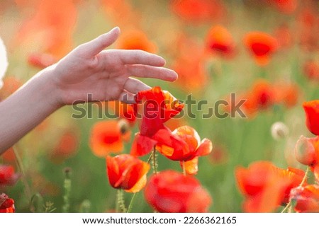 Close up of girls hand touching poppy flower in a field. Morning light, beautiful sunrise. Hello spring, warm summer, touch nature concept, natural background. Selective soft focus.