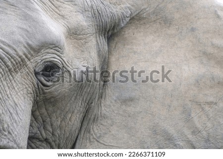 African elephant close up eye and ear 