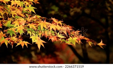 Autumn Leaves Color in Japan 
