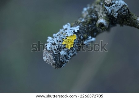 macro of a branch with moss
