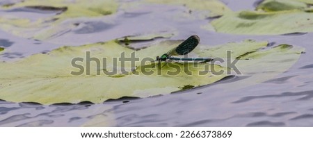 A Broad-winged damselflies, female (Calopteryx splendens, Calopterygidae) sits on a branch among the water lily thickets of the pond. Eastern Baltic Royalty-Free Stock Photo #2266373869