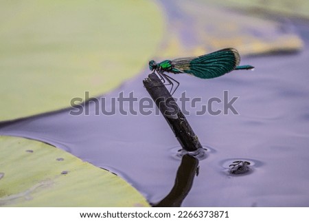 A Broad-winged damselflies, female (Calopteryx splendens, Calopterygidae) sits on a branch among the water lily thickets of the pond. Eastern Baltic Royalty-Free Stock Photo #2266373871