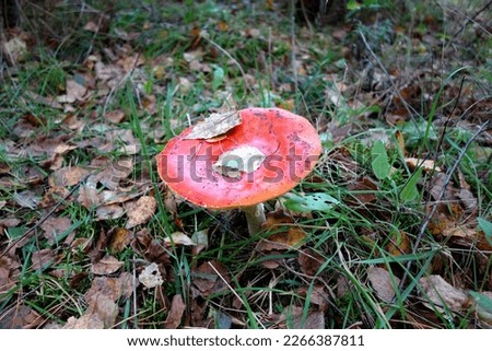 Pictures of mushrooms in a Polish forest. Autumn in the Polish forest. Forest in Poland in Masuria.