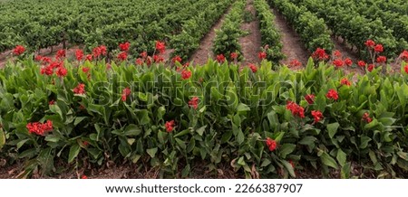 Robertson, Western Cape, South Africa. 2023. A wall of flowering Canna Lilies surrong a vineyard in the Robertson Valley region.