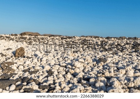 Detail of white colored polychaetes, resembling popcorn, from the shore of a beach. Blue sky and mountains in the background. Popcorn beach, Fuerteventura, Canary Islands.