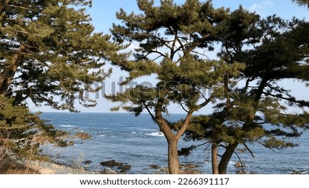 
You can see the sea through the trees on the shore. It's like a beautiful picture frame.