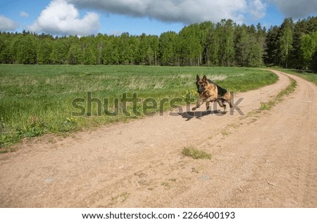 A large shepherd dog runs on the sand, against the background of the forest, jumping in flight. Royalty-Free Stock Photo #2266400193