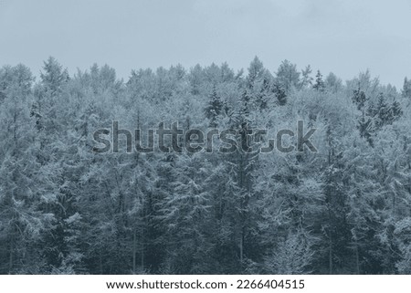 Forest edge in winter wonderland