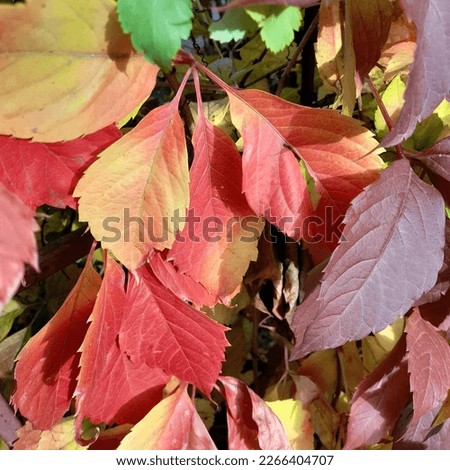 Beautiful background of bright autumn leaves close-up.