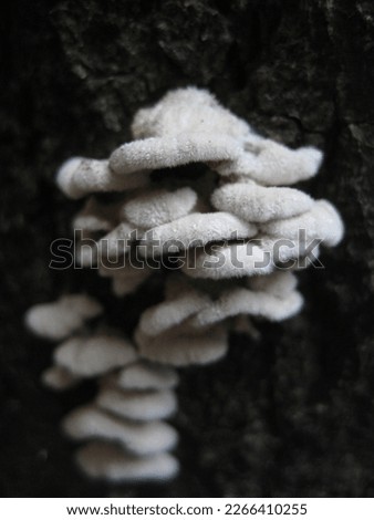 macro photo with a decorative natural background of white fluffy mushrooms on the bark of a tree on a black background for design as a source for prints, posters, wallpaper, interiors, decoration