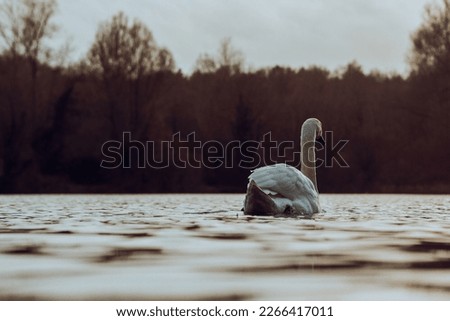 Peaceful lake setting with a white adult swan swimming