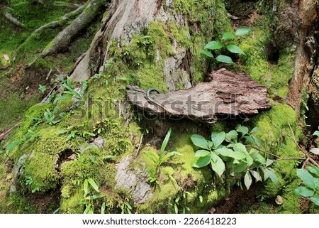 Long distance shot of a colorful lizard lying on wood in a fairy tale like lush green environment.