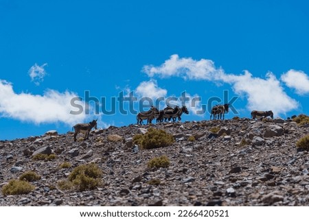 Group of donkeys in the mountains. Fiambala, Catamarca, Argentina