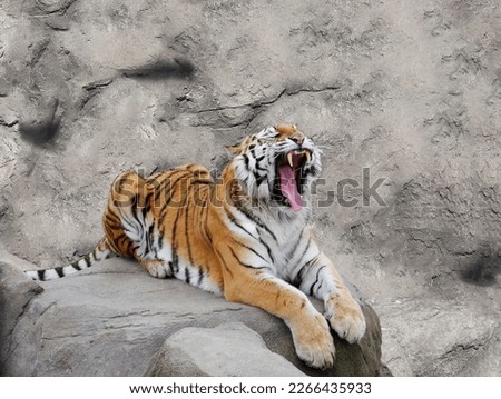 The tiger growls lying on a stone. Royalty-Free Stock Photo #2266435933