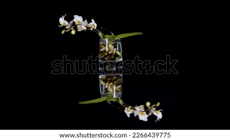 a bouquet of white orchids Royalty-Free Stock Photo #2266439775