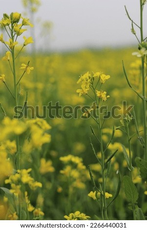 The mustard plant is any one of several plant species in the genera Brassica and Sinapis in the family Brassicaceae. Mustard seed is used as a spice