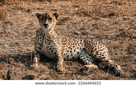 sunlight shinning on a cheetah lying down