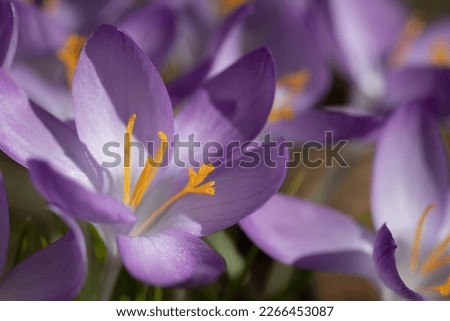 Close up of purple blooming crocus in spring, in a crocus field outdoors