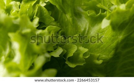 Fresh green lettuce close-up. selective focus