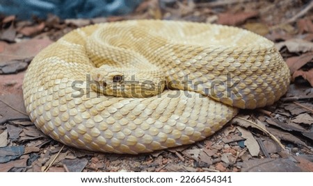 Bothrops insularis snake, known as the Golden lancehead. Close up view.