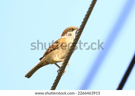 Picture of birds clinging to wires in the evening. He is looking for his wife for going home. His body is blow and white neck. The sky is blue.