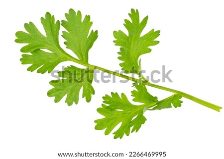High definition of fresh green coriander leaf isolated on white background with clipping path, group of vegetable leaf, salad leaf
