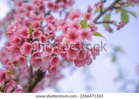 Cherry Blossom With Beautiful Nature Background in spring