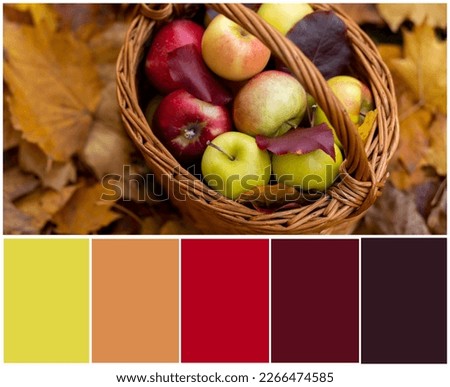 Design palette inspired by autumn still life with apples in wooden basket. Designer pack with photo and swatches. Harmonious warm colour combination: green, yellow, orange, brown, red