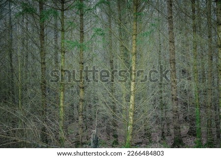 Tall trees in a forest against beautiful misty summer sunlight in Scotland. Magical atmosphere, refreshening an peaceful, quite place to reconnect with nature.