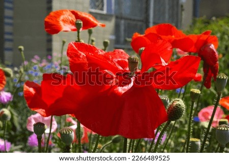 Blooming poppy with a box and poppy blossom