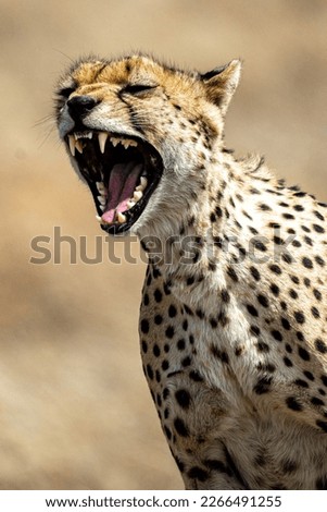 Cheetah roaring and showing teeth