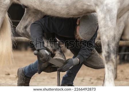 male barefoot horse farrier trimming