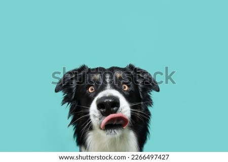 Hungry border collie dog licking its lips with tongue. Isolated on blue background Royalty-Free Stock Photo #2266497427