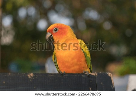 Sun Conure, Colorful Birds, Focus on bird, Blure background,  Colored parrot native to northeastern South America.