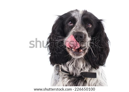Picture of a Cocker Spaniel licking his lips