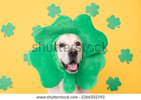 Cute dog in green shamrock costume sits on yellow background. Golden Retriever at St. Patrick's Day celebration