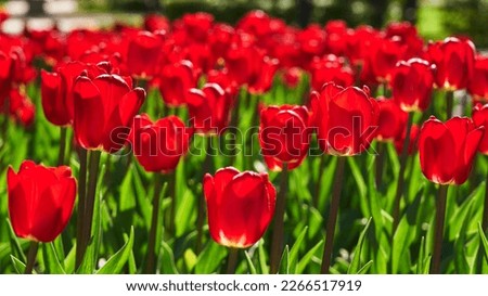 beautiful red tulips in the garden in the sun. beautiful spring background