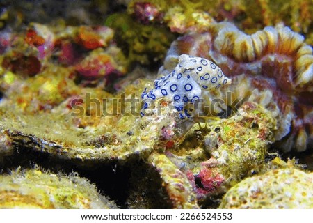Greater blue-ringed octopus (Hapalochlaena lunulata) on the coral reef. Venomous octopus, macro photography from scuba diving with marine life. Dangerous tropical animal, travel picture.