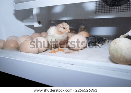 newly born chicks in the incubator. one black and two yellow chicks. the first steps of the newly hatched chick in the incubator. the newborn chick stood on its own feet for the first time. Royalty-Free Stock Photo #2266526961