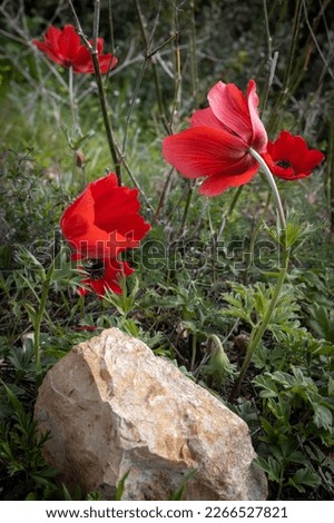 Red anemone blossoms on Mount Carmel in February in Israel.