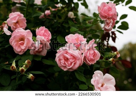 Beautiful pink english or floribunda roses close-up. Cultivation flowers on an eco flower farm. Varietal roses cut for florists