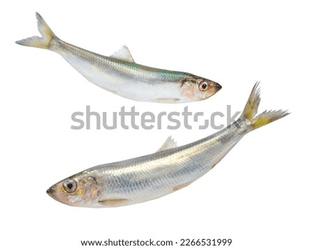 back side of the fish isolated on white background