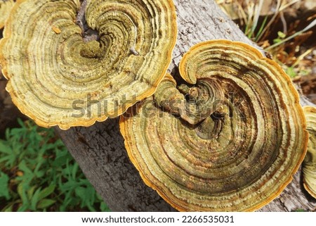  A close up of trametes versicolor or turkey tail mushroom with contrasting concentric zones of color on dead hardwood logs. Royalty-Free Stock Photo #2266535031