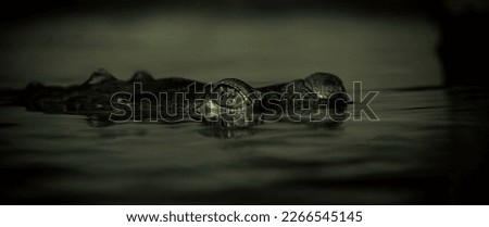Gavials crocodile eye protrude above the surface of the river, the best photo.
