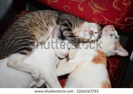 Cute cats all over the place. Cats, like dogs, are popular pets in Vietnam. However, some of them dislike people and dislike being touched. Vietnamese cats had thin, close-knit fur and small bones. Royalty-Free Stock Photo #2266563765